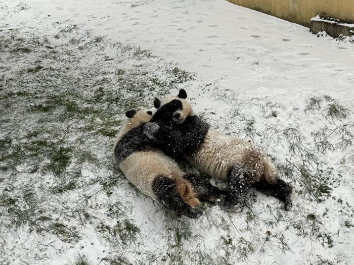 憨态可掬 西安大熊猫雪中“玩摔跤”