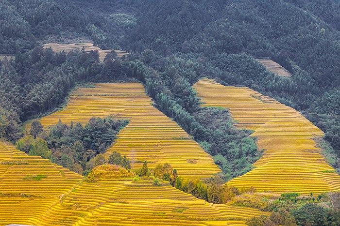 龙脊梯田金黄稻浪层层叠叠