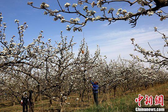 甘肃河西走廊四月千亩梨花盛开如雪